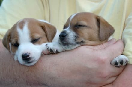 TRAFFICO DI CUCCIOLI VERSO IL CANAVESE: DUE DENUNCIATI