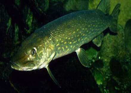 CANAVESE - Divieto di pesca del Temolo e del Luccio