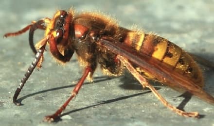 MONTANARO - Bimba punta da due calabroni portata in ospedale: polemiche in paese