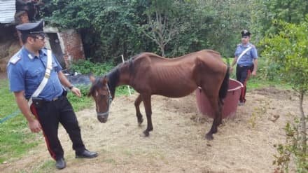 CORIO - Sette cani e un cavallo maltrattati: intervengono i carabinieri