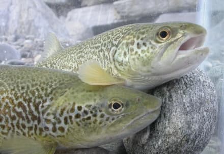 LOCANA - Un'oasi protetta per salvare la trota marmorata dall'estinzione