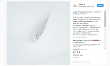 PARCO GRAN PARADISO - L'ermellino bianco ottiene più di 1 milione di «mi piace» su Instagram