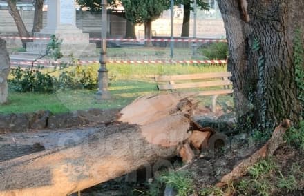 SAN GIUSTO CANAVESE - Il temporale ha devastato i cedri del libano di fronte alla chiesa - FOTO