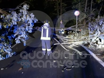 CANAVESE - Raffiche di vento in tutta la zona, diversi alberi abbattuti. Al lavoro i vigili del fuoco - FOTO