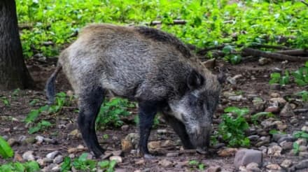 VAUDA CANAVESE - «Tagliare i confini del parco indebolisce il controllo dei cinghiali»