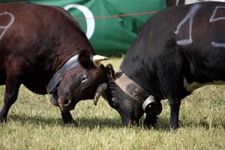 TAVAGNASCO - Arriva la finale del Campionato «Incontri tra Reines»