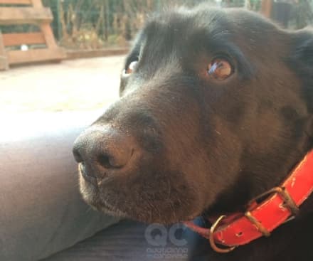CERESOLE-CUORGNE' - Il cane disperso torna a casa dopo otto mesi: la sua storia diventa un libro