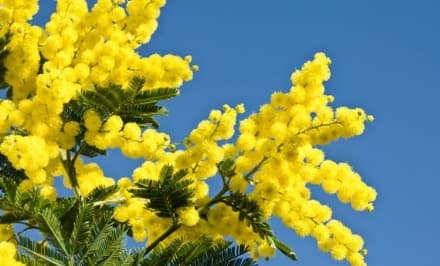 CIRIE' - Una raffica di iniziative ed eventi per la Festa della Donna