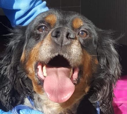 LEINI' - Incatenato dentro una gabbia, il cane Jolly salvato dalle Guardie zoofile - FOTO e VIDEO