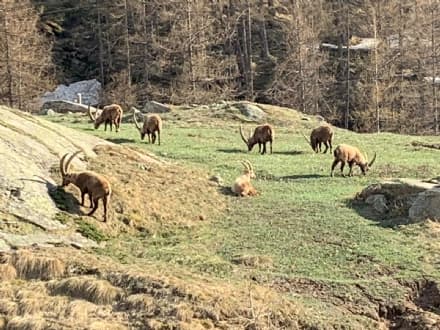 CERESOLE REALE - Zero turisti a causa del coronavirus, gli stambecchi sono ovunque - VIDEO