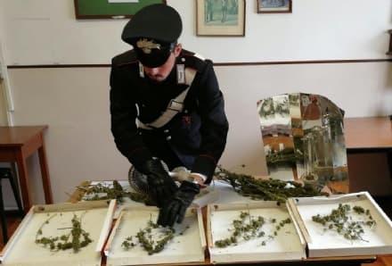 RUEGLIO - Laboratorio per la droga in casa: 41enne denunciato per produzione di stupefacenti - FOTO e VIDEO