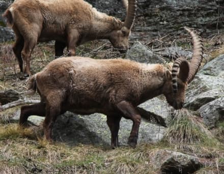 PARCO GRAN PARADISO - Si è spento «Corno Storto»: addio allo stambecco mascotte - FOTO