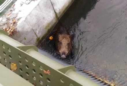 BAIRO - Cinghiale cade nel canale Caluso: salvato dai pompieri - VIDEO