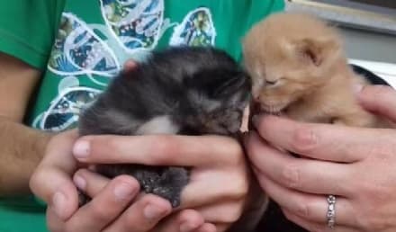 CASTELLAMONTE - Gattini abbandonati nel bosco: appello urgente per salvarli