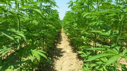 CANAVESE - Parere favorevole in commissione alla coltivazione della canapa