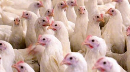 CANAVESE - Polli infetti dall'influenza aviaria: partono le misure di sicurezza dell'Asl To4