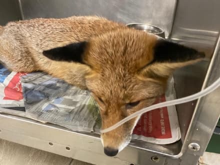 SPARONE - Resta incastrata nel muro di una fabbrica dismessa: salvata una volpe - FOTO
