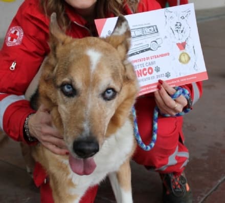 STRAMBINO - Un successo l'operazione Zampa Amica - FOTO