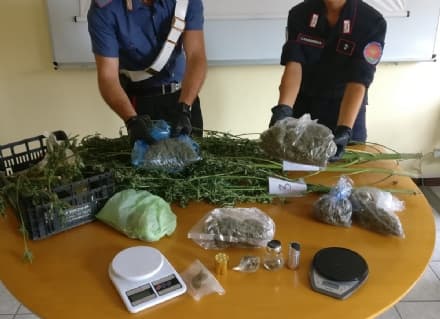 CHIVASSO - Orto con la marijuana: arrestato un 40enne - VIDEO