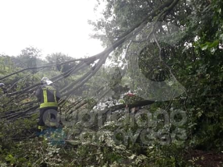 CANAVESE - Tromba d'aria abbatte alberi in diversi Comuni: interventi a raffica per i vigili del fuoco - FOTO