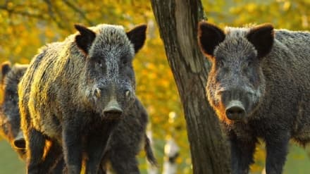 CANAVESE - Parte la raccolta firme contro i cinghiali: «La Regioni fermi questa specie invasiva»