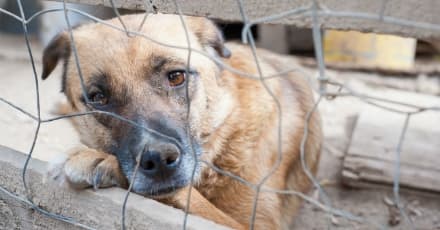 CANAVESE - Prendi un cane dal canile? Non paghi la bolletta dei rifiuti. L'idea (geniale) del Comune di Ozegna