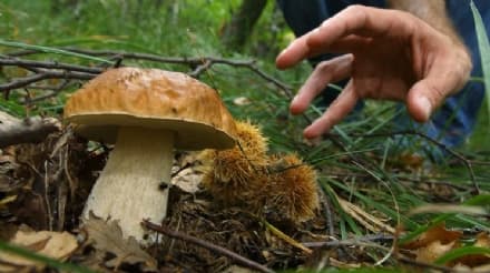 CASTELNUOVO NIGRA - Bimbo di sei anni raccoglie fungo: multato