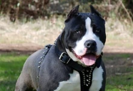 FRONT CANAVESE - Non sarà soppresso il pitbull che sabato scorso ha aggredito i proprietari nel cortile di casa