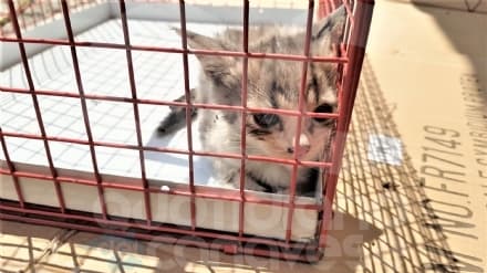 RIVAROLO - Gattino incastrato nel motore di un furgone al mercato del sabato: salvato