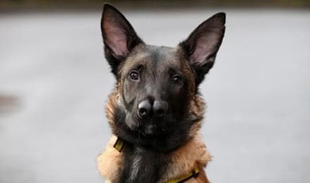 CUCEGLIO - 61enne lega i cani all'Ape e li trascina sull'asfalto: bloccato e denunciato