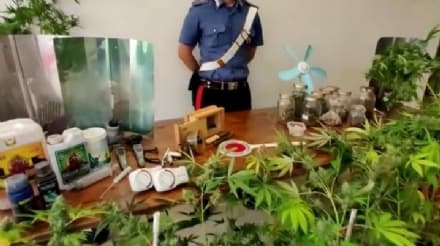 VAL DI CHY - Scoperta coltivazione illegale di marijuana in un garage: 43enne arrestato dai carabinieri - FOTO