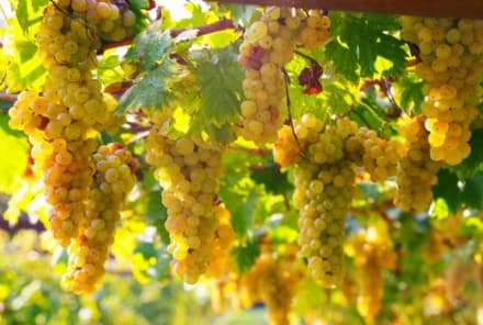 CALUSO - Erbaluce: si prevede un'ottima vendemmia favorita dalle alte temperature. Si parte anche in anticipo