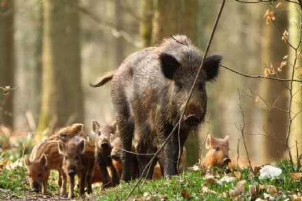 CANAVESE - Approvate le nuove norme sul contenimento dei cinghiali