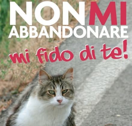 FELETTO - Gatto fatto scendere da un'auto e abbandonato lungo la 460