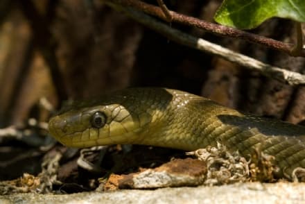 IVREA - Un serpente nascosto nell'auto parcheggiata: salvato dagli agenti della Città metropolitana - VIDEO