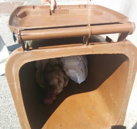 AGLIE' - Gettato vivo in un bidone: barbara esecuzione di un gallo - FOTO