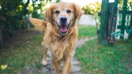 MONTANARO - Conosci il tuo cane? Tutti i perché sui comportamenti dei nostri amici a quattro zampe