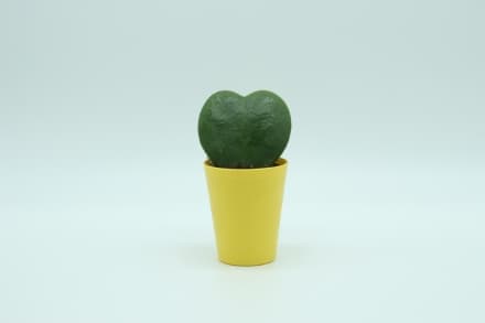 RIVAROLO - Una piantina grassa per aiutare i bimbi cardiopatici