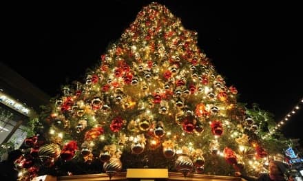 RIVARA - L'albero di Natale più alto d'Europa è in Canavese