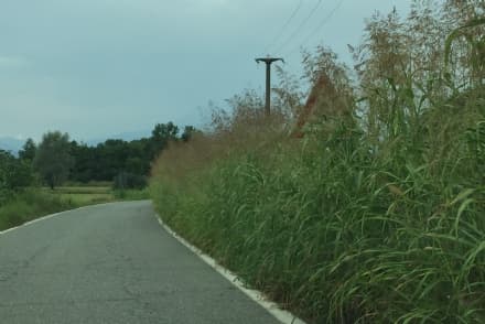CANAVESE - L'ex provincia è senza soldi: la vegetazione si «mangia» strade e segnaletica. Sindaci furenti