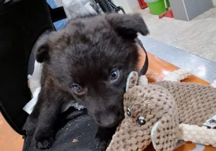 BARBANIA - Abbandonano il cucciolo con il femore rotto: corsa contro il tempo per salvare la zampa