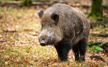 CANAVESE - Meno limiti per i cacciatori di cinghiali: approvata la nuova proposta di legge regionale