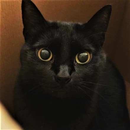 GATTO NERO DAY - Quest'anno festeggiamolo in casa con i nostri mici