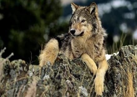 CERESOLE - «Chi ha paura del lupo?»: il Wwf in Canavese