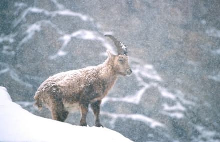 PARCO GRAN PARADISO - Salviamo gli animali del Parco: niente botti a Capodanno nell'area protetta