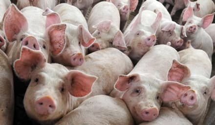 VALPERGA - Eternit pericoloso nell'allevamento