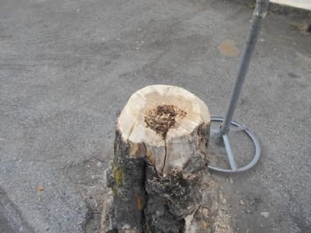 RIVAROLO - Alberi malati da abbattere: i lavori andranno regolarmente avanti