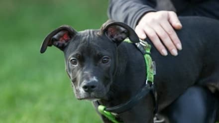 CHIVASSO - Animali maltrattati: controlli a tappeto in città