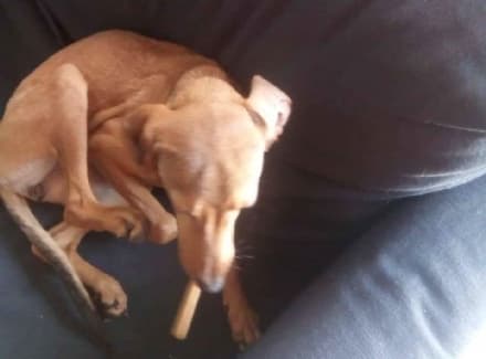 PONT CANAVESE - Appello per ritrovare la piccola Kira