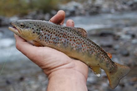 RONCO CANAVESE - Pesca le trote in area protetta: assolto